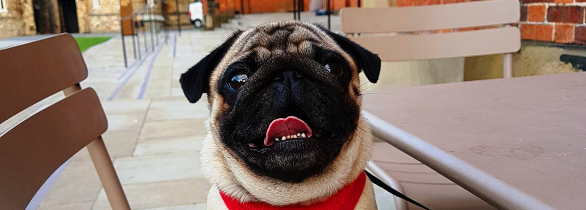 Dog Friendly Days