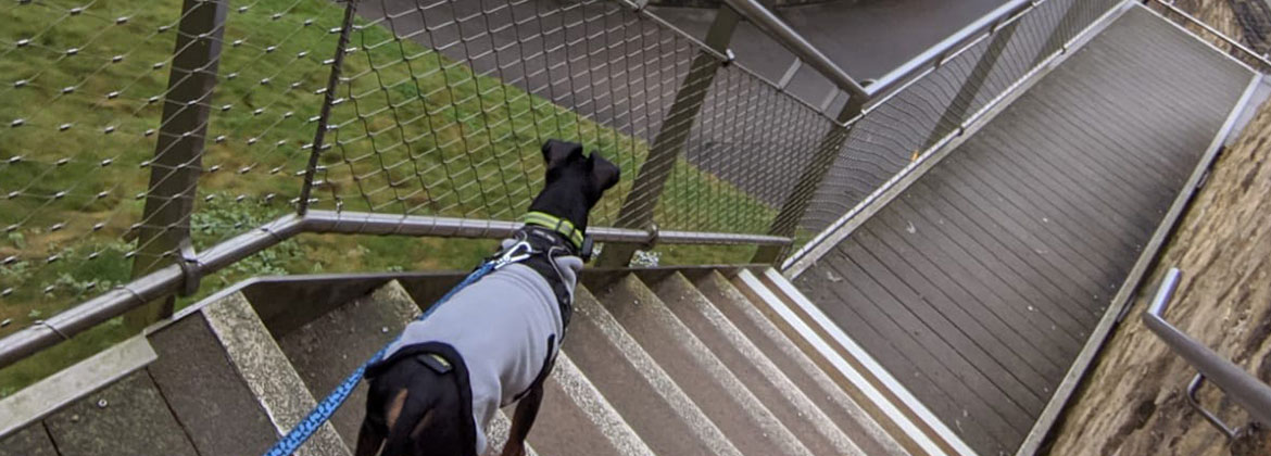 Dog friendly days 3