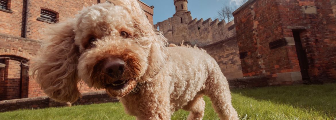Photo of a dog with the Observatory Tower at Lincoln Castle in the background