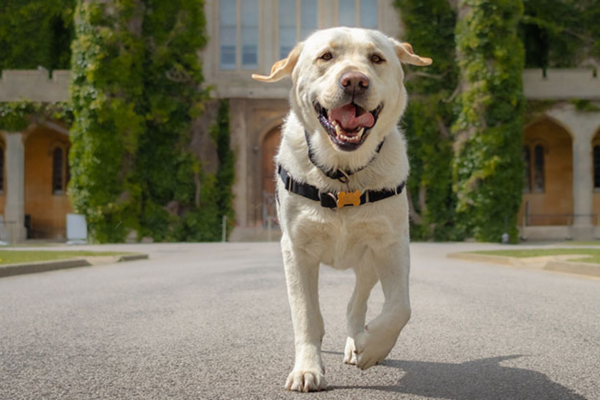 Labrador in the castle grounds