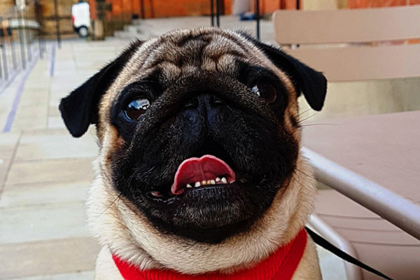 A pug sat with its tongue out in front of the castle cafe