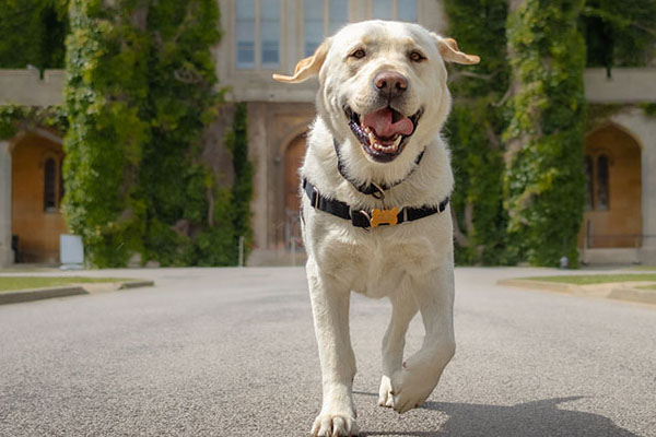 A golden Labrador dog walking through a historic setting with a gothic building and grass in the background